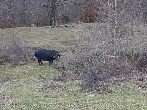 a black cow standing in a field of grass at BB Cesarò Mariolo house in Cesarò