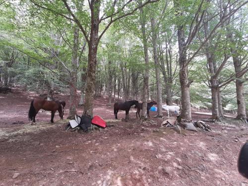 a group of horses standing in the woods at BB Cesarò Mariolo house in Cesarò