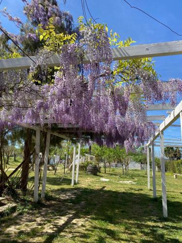 a tree covered in purple wisterias hanging from a fence at Agriturismo Tenuta la Monaca in Aradeo