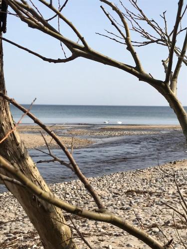 a view of the beach through a tree at Villa Brösarp - Villa Brösarp in Brösarp