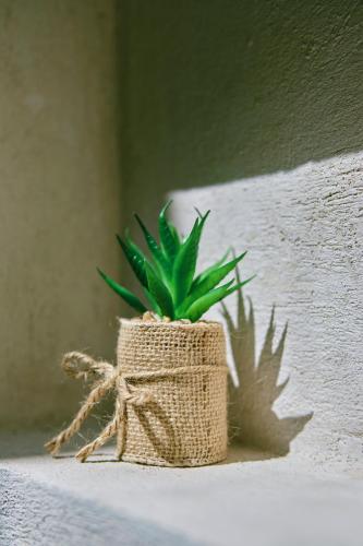 a green plant in a basket sitting on a bench at Villas Zamna - Jungle Villas in Cozumel