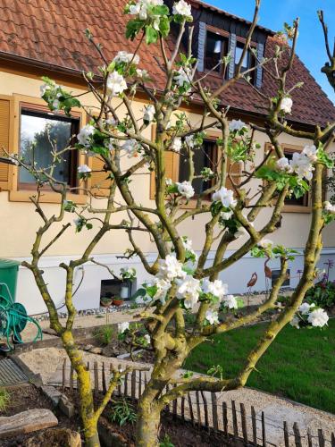 a tree with white flowers in front of a house at Ferienhaus in Franken am Main in Kitzingen