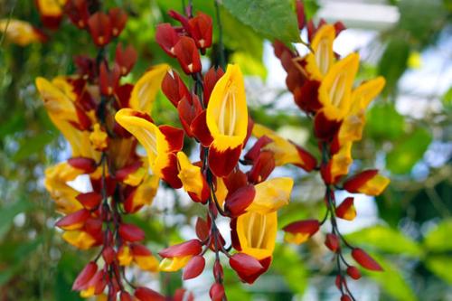 a tree with yellow and red flowers on it at Kalunga Holiday Home in Banda