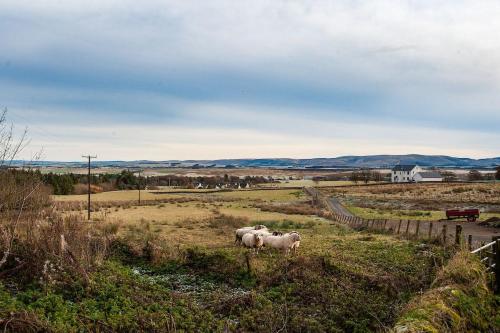 a group of sheep standing in a field at Shepherds Cottage, Pentland Hills in Nine Mile Burn