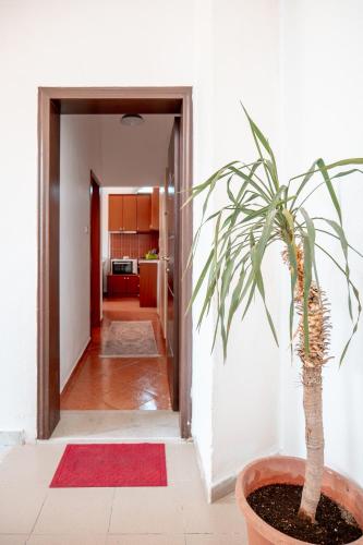a potted plant sitting on the floor in a hallway at Holiday Hideout in Gjirokastër