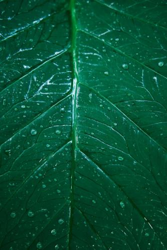 a green leaf with water droplets on it at Villas Zamna - Jungle Villas in Cozumel