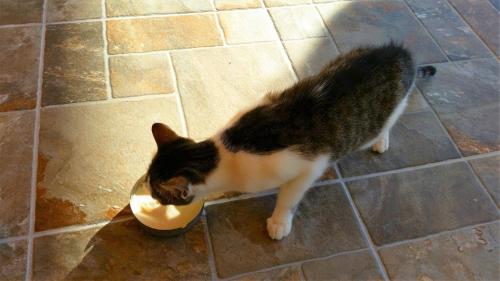 a black and white cat eating food out of a bowl at The Grandfather's Room in Himare