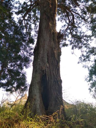 a tree with a hole in the trunk at COZY Inn Free Shuttle service in Nikko