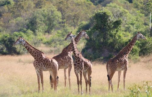 a group of giraffes standing in a field at Wildlife friendly safari in Bugesera