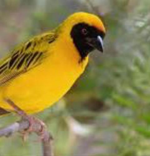 żółty ptak siedzący na gałęzi drzewa w obiekcie Wildlife friendly safari w mieście Bugesera