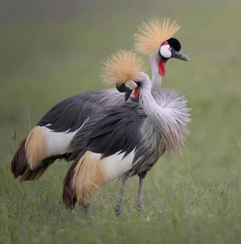 dwa duże ptaki stojące na polu trawy w obiekcie Wildlife friendly safari w mieście Bugesera