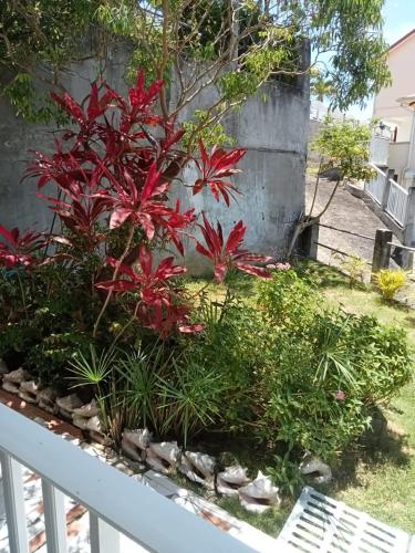 un jardin avec des plantes rouges et une clôture blanche dans l'établissement Barbin's Seaview House, au Gosier