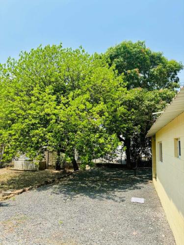 a group of trees in front of a building at Hostal Camila’s in Tamanique
