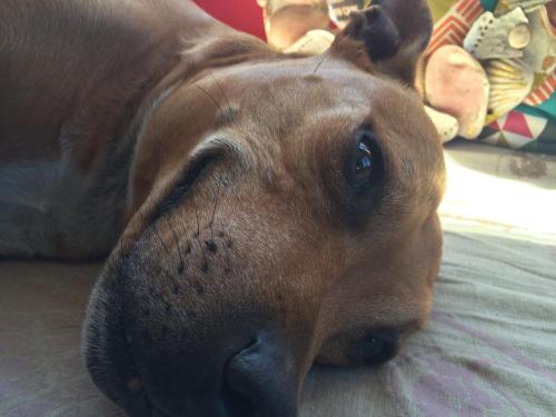 a brown dog laying on the floor looking at the camera at Hermanus Backpackers & Budget Accommodation in Hermanus