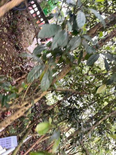 een boom met groene bladeren voor een hek bij HƯƠNG GIANG HOTEL in Sa Pa
