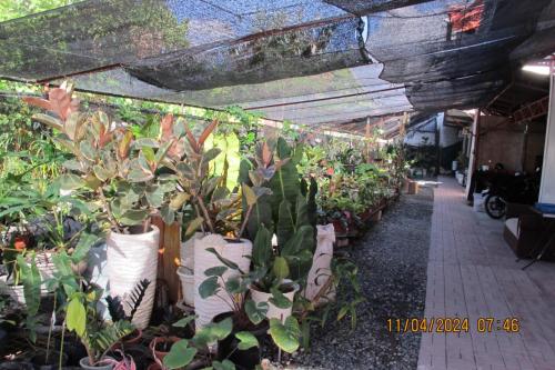 une serre remplie de nombreuses plantes en pot dans l'établissement Leo Green Apartelle, à Jagna