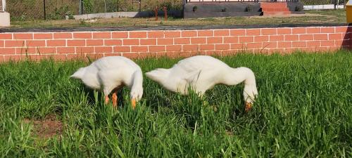 two white horses eating grass in a field at Gitanjali Forest Retreat in Bāghmundi