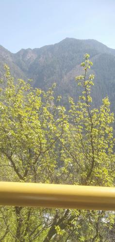 una ventana con árboles y vistas a una montaña en Tnishka home stay, en Jibhi