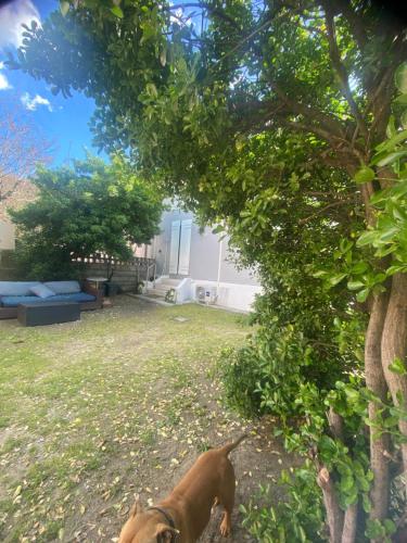 a brown dog standing in a yard next to a tree at Casa Elisa 10 B in Bellaria-Igea Marina