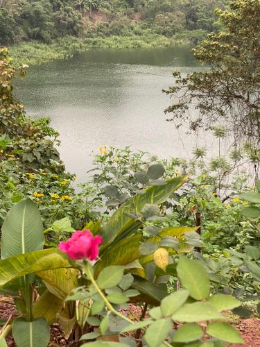 a pink flower in front of a body of water at Halo Retreat in Hòa Bình