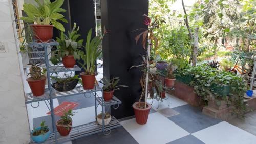 a room filled with lots of potted plants on shelves at Homestay Urmil Basant in Jaipur