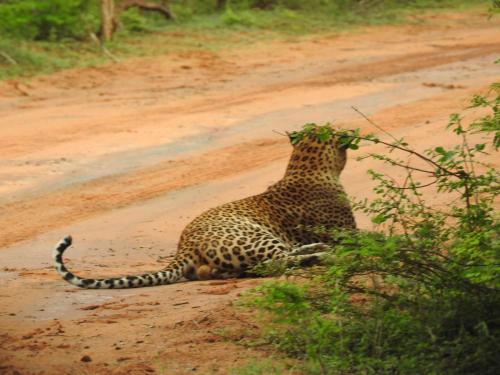 a cheetah sitting on the side of a dirt road at My Resort Yala in Tissamaharama