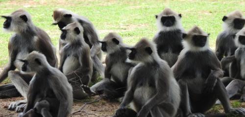 a group of monkeys sitting on the ground at My Resort Yala in Tissamaharama