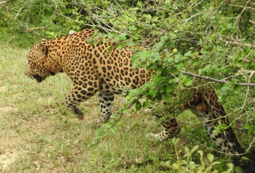 a leopard walking in the grass in a field at My Resort Yala in Tissamaharama