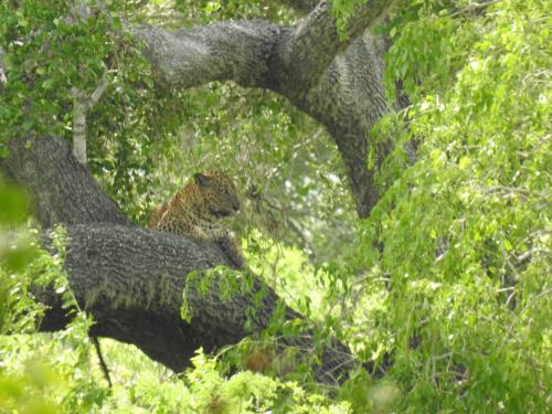 a brown bear is sitting in a tree at My Resort Yala in Tissamaharama