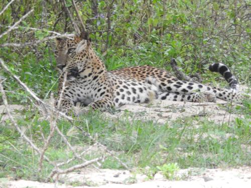 a jaguar laying on the ground in the grass at My Resort Yala in Tissamaharama