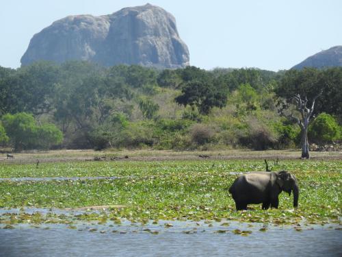 an elephant standing in a body of water at My Resort Yala in Tissamaharama