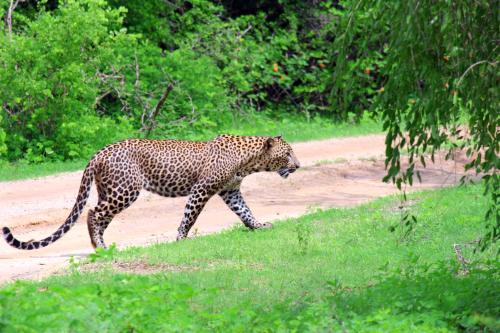 a leopard walking down a dirt road at My Resort Yala in Tissamaharama