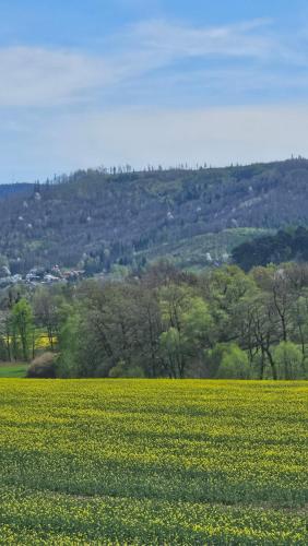 a field of yellow flowers in front of a mountain at Złota Widokówka in Jaworze