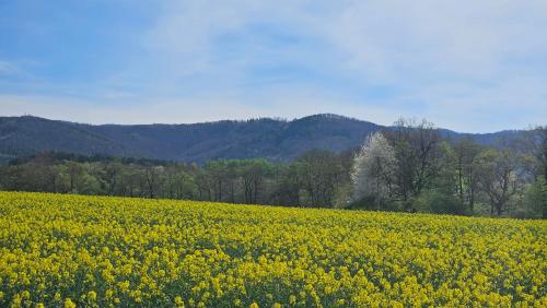 a field of yellow flowers with mountains in the background at Złota Widokówka in Jaworze