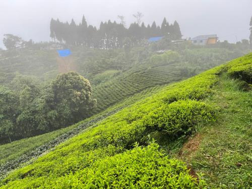 a green hillside with a field of tea plantations at The Ridge Homestay in Suryodaya