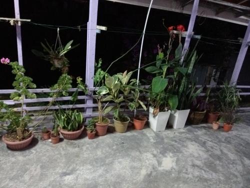 eine Gruppe Topfpflanzen auf dem Boden in der Unterkunft BUDJET HOMESTAY CAMERON HIGHLANDS in Tanah Rata