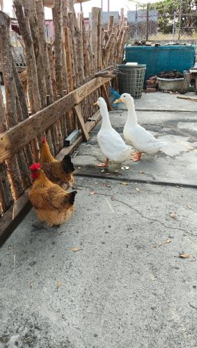 B&Bの敷地内または近くにいる動物
