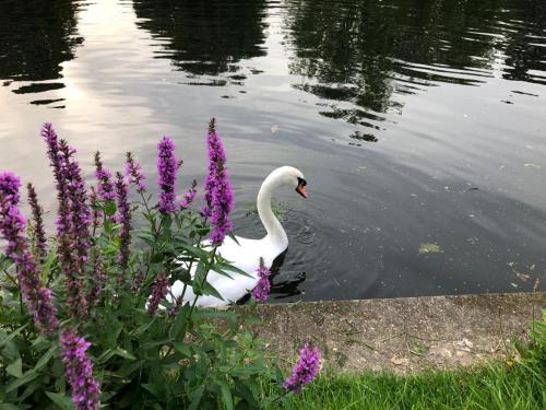 a white swan in the water next to purple flowers at Serene spacious room (double) in gorgeous bungalow on river near Thorpe park and Holloway University Egham in Staines upon Thames