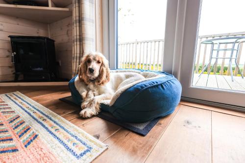 a dog laying in a dog bed in front of a window at Burgie Woodland Lodges in Forres
