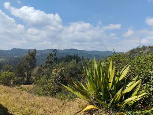 a green plant on the side of a hill at Cabaña los cerezos in Ubaté