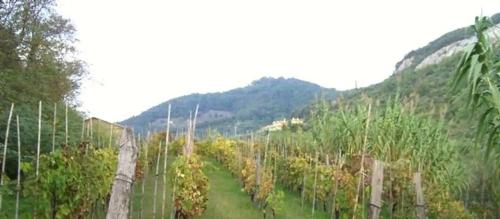 a row of trees in a field with mountains in the background at Villa del Monte di Cocco in Massarosa
