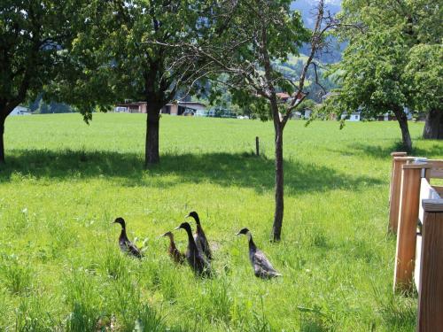 vier Vögel, die auf einem Feld im Gras wandeln in der Unterkunft Apartment Gasteighof-2 by Interhome in Kapfing