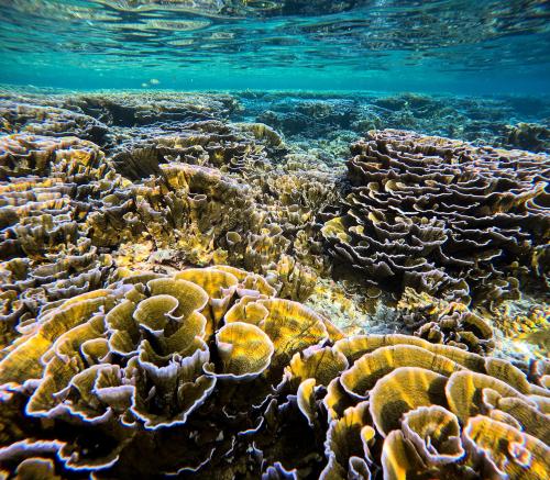 a coral reef in the ocean with at Atholhu Residence in Fehendhoo