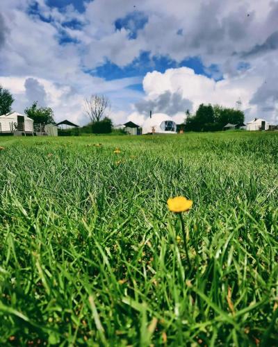 a yellow flower in the grass in a field at Greenacres Glamping in Lea