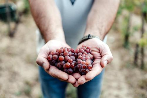 a person holding a bunch of grapes in their hands at 5 House Winery - Perfect Chill in Somlószőlős