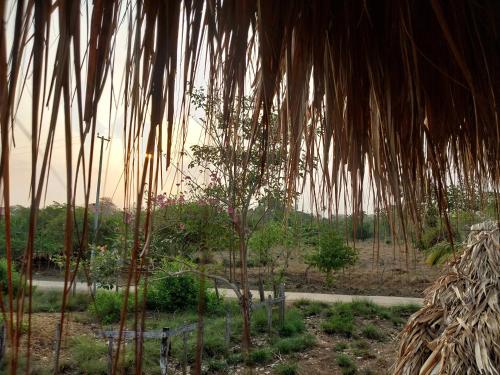 a view of a field with a palm tree at Hostel Nugeku in Rincón