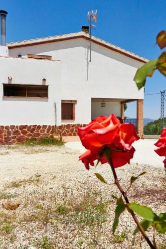 a red rose in front of a building at CASA RURAL EL PINICO in Yeste