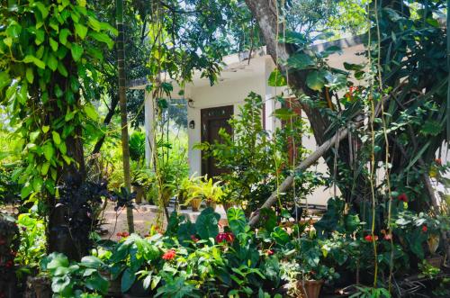 a garden in front of a house with plants at Mango Monkey Retreat in Galewela