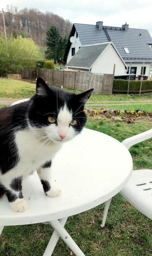 a black and white cat sitting on a white chair at Gasthof Oberschmiede in Auf der Wiese