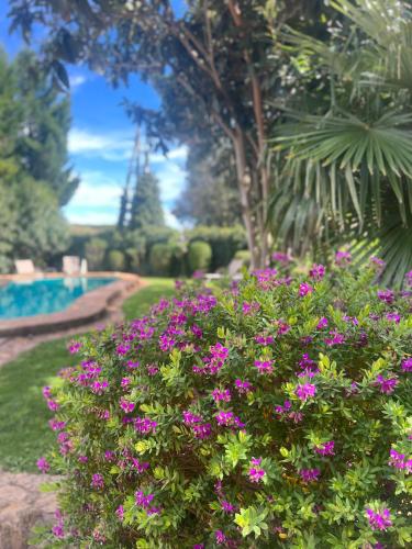 a bush filled with pink flowers next to a pool at Hotel Aatu - Adults Only in Peratallada